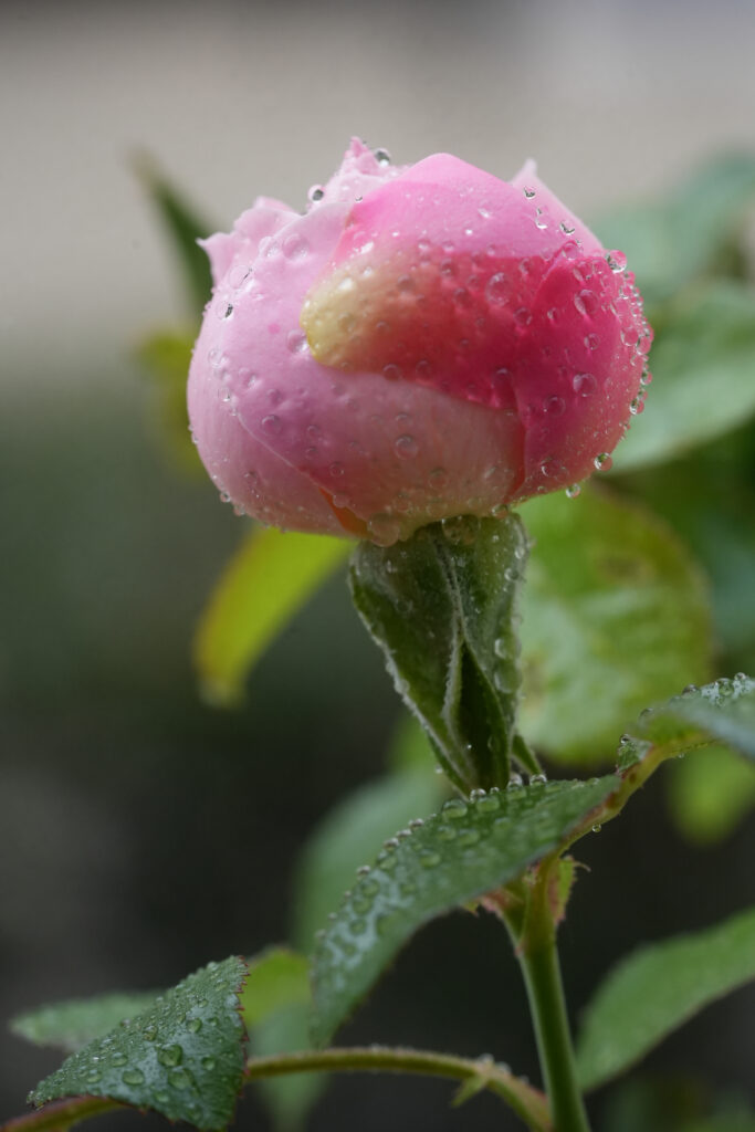 rosée du matin sur cette jolie rose
