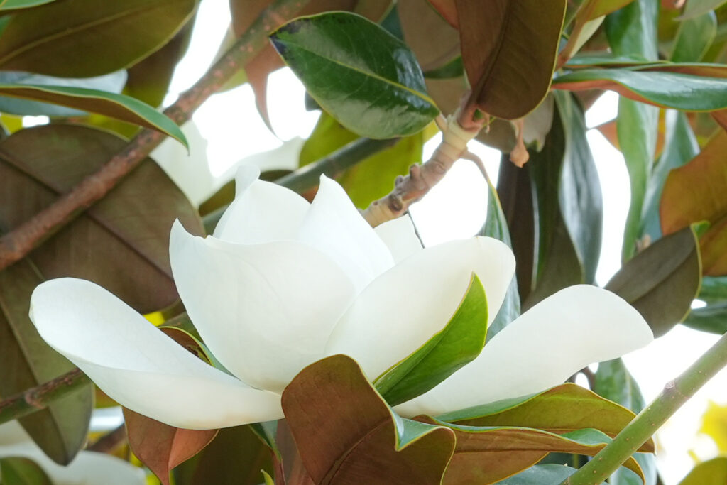 MAGNOLIA