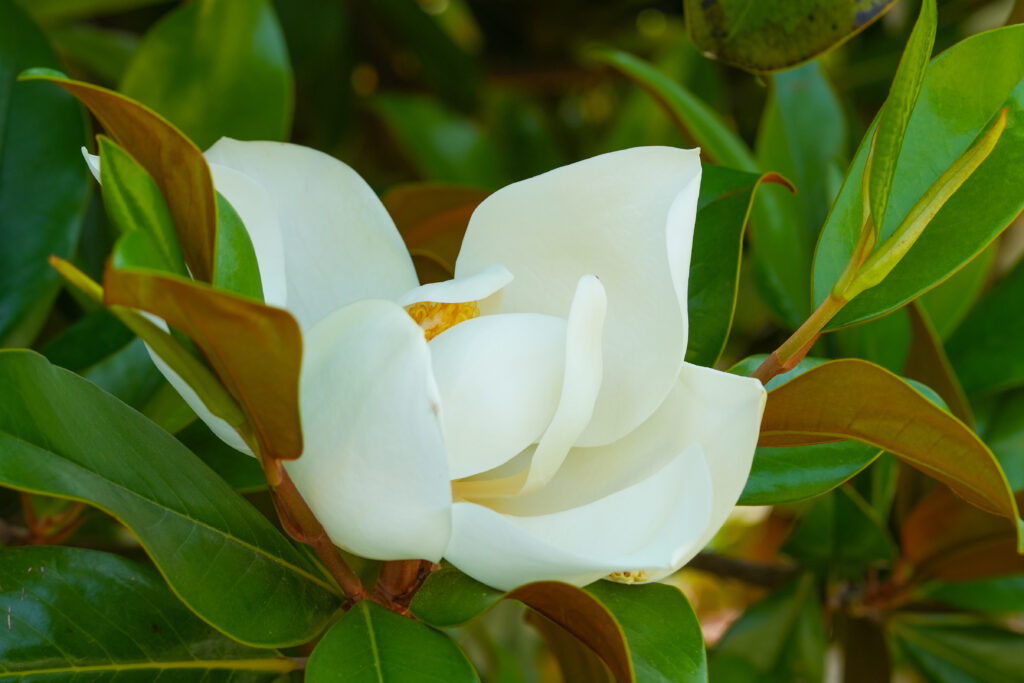MAGNOLIA