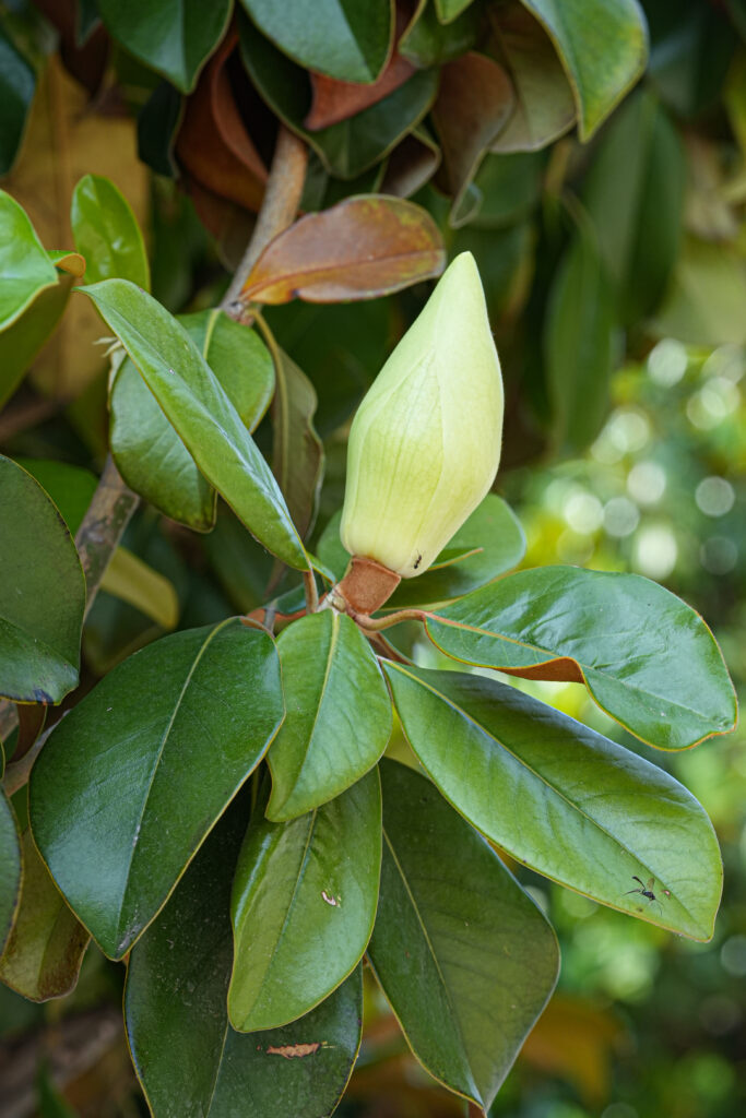 MAGNOLIA