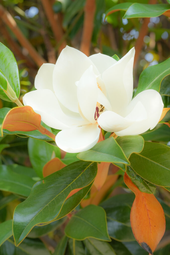 MAGNOLIA
