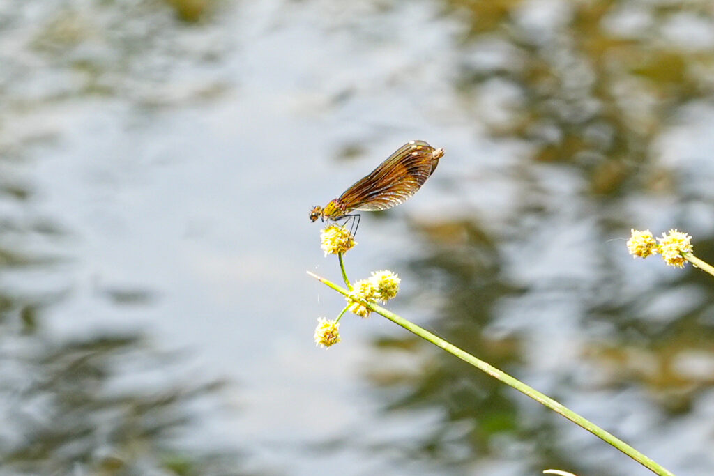 Agrion