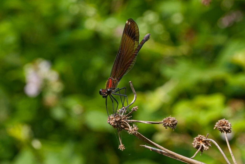 AGRION