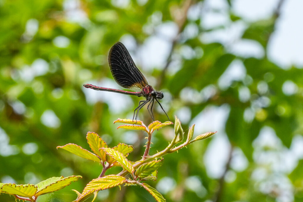 Agrion