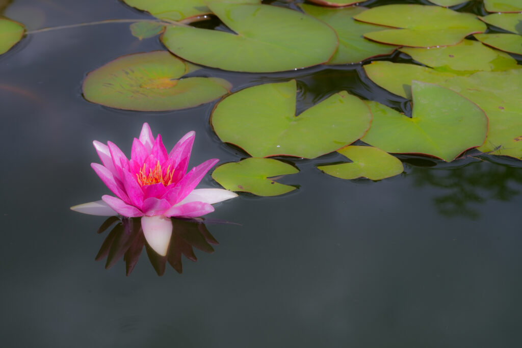 Nénuphar ou fleur de Lotus