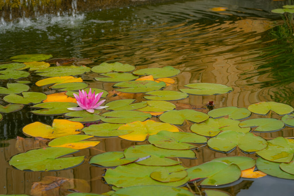 Nénuphar ou fleur de Lotus