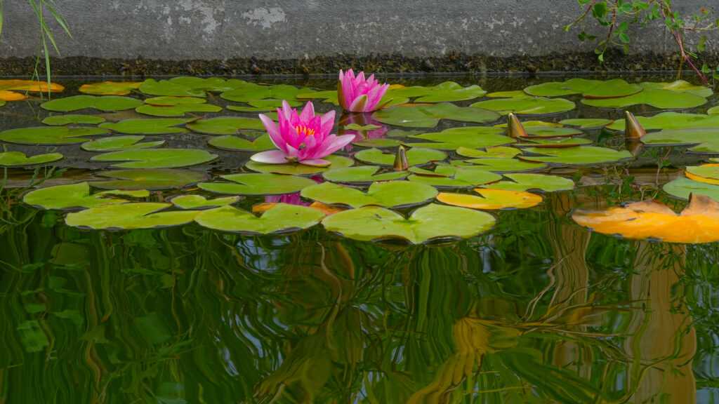 Nénuphar ou fleur de Lotus
