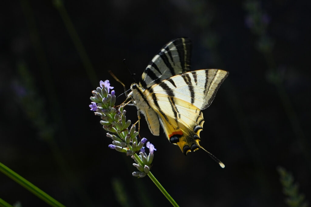 papillon
