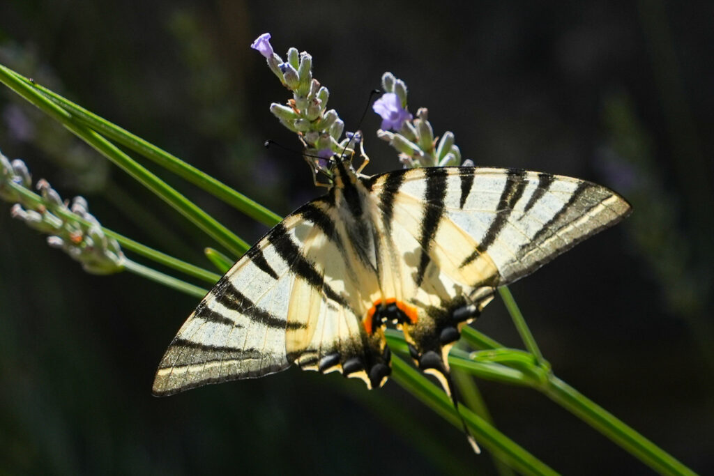 Papillon eventail